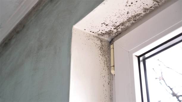Best Mold Remediation for Specific Building Types in Mayodan, NC