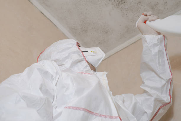 Best Emergency Mold Remediation in Mayodan, NC